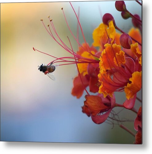 Honey Bee Metal Print featuring the photograph Just A Little Bit More by John Glass