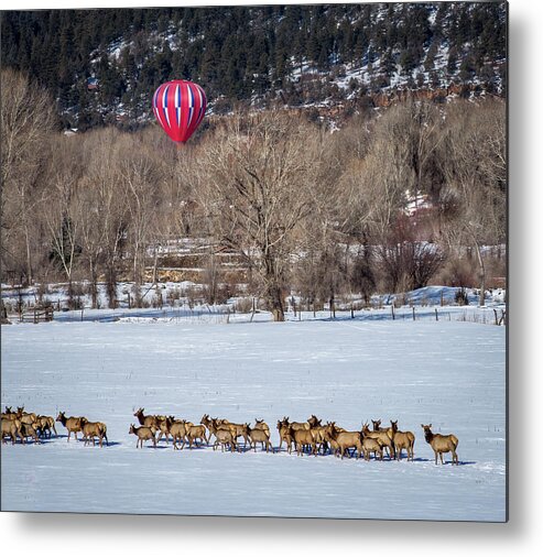 Elk Metal Print featuring the photograph Landing beyond the Herd by Jen Manganello