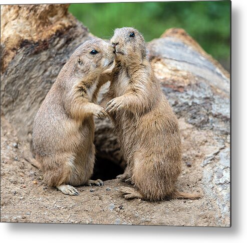 Prairie Dog Metal Print featuring the photograph Let's Fall In Love by William Bitman