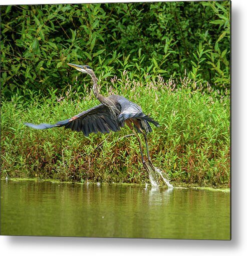 Heron Metal Print featuring the photograph Liftoff by Jerry Cahill