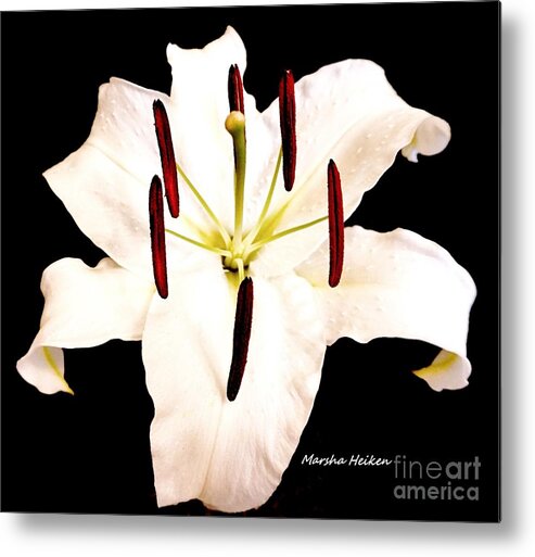 Photo Metal Print featuring the photograph Lily On Black by Marsha Heiken