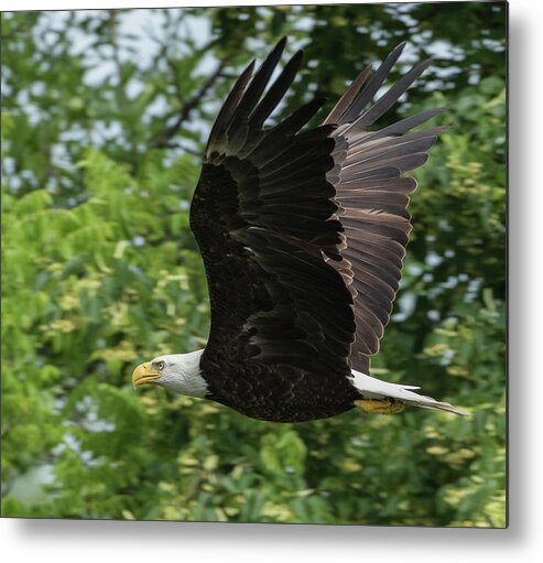 Bald Eagle Metal Print featuring the photograph Low Level Fly-by by Michael Hall