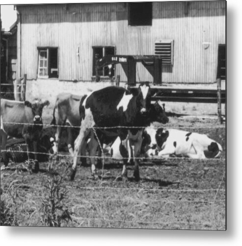 Cows Metal Print featuring the photograph Mad Cow by Jennifer Ott