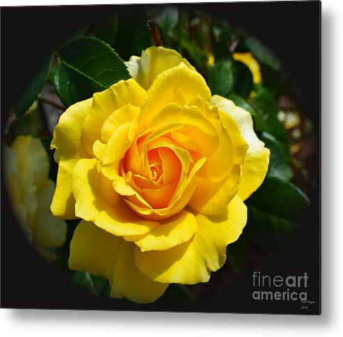 Nature Metal Print featuring the photograph Make My Rose Yellow Please by DB Hayes