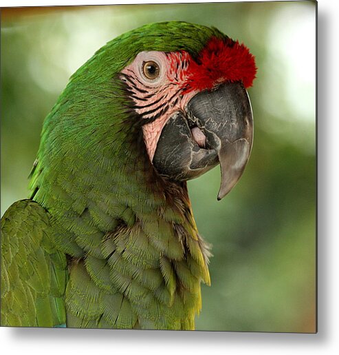 Nature Metal Print featuring the photograph Military Macaw by Sheila Brown