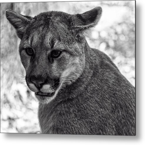 Animals Metal Print featuring the photograph Mountain Lion BW by Flees Photos