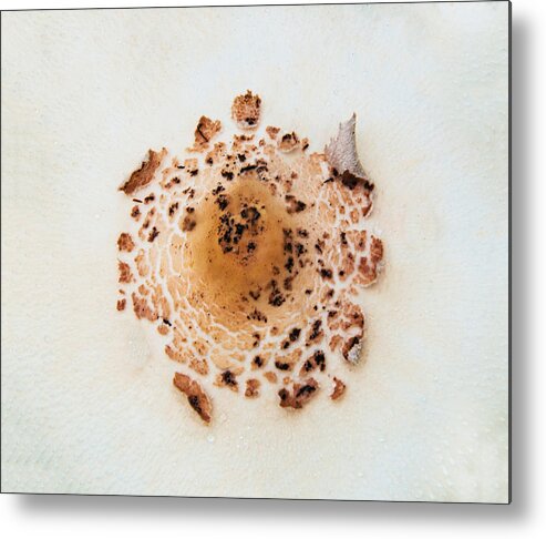 Mushroom Metal Print featuring the photograph Mushroom cap by Carolyn D'Alessandro