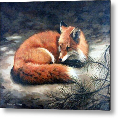 Red Fox Metal Print featuring the painting Naptime in the Pine Barrens by Sandra Chase