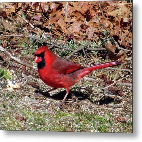 Cardinal Metal Print featuring the photograph Northern Cardinal by CAC Graphics