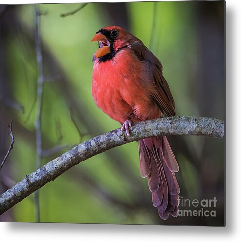 Nature Metal Print featuring the photograph Northern Cardinal - Male by DB Hayes