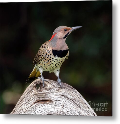 Bird Metal Print featuring the photograph Northern Flicker by DB Hayes