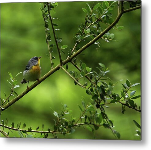 Parula Metal Print featuring the photograph Northern Parula by Judy Vincent