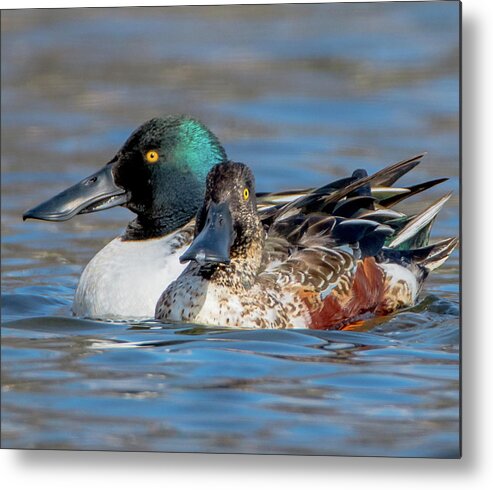20170128 Metal Print featuring the photograph Northern Shoveler Pair Close-Up by Jeff at JSJ Photography