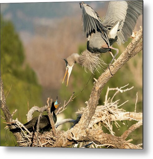 Gbh Metal Print featuring the photograph Not from My Nest by Judi Dressler