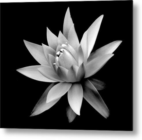 Flower Metal Print featuring the photograph Nymphaea by Nathan Abbott