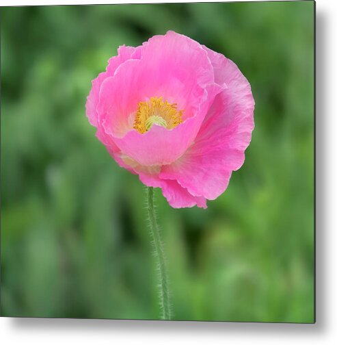 Poppy Metal Print featuring the photograph On the runway. by Usha Peddamatham