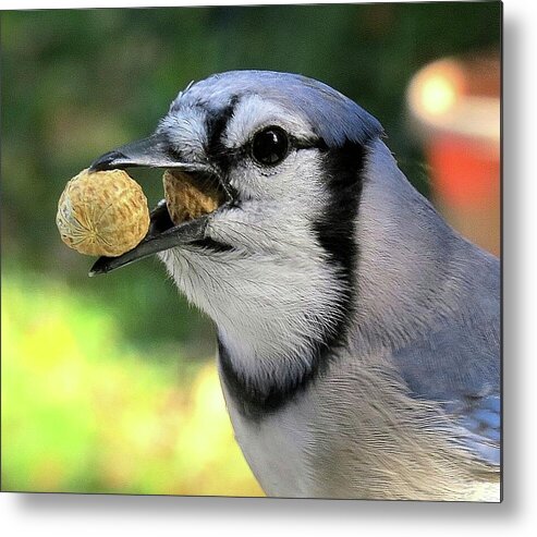 Blue Jay Metal Print featuring the photograph One for the Road by Linda Stern