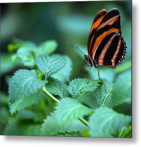 Butterfly Metal Print featuring the photograph Orange Tiger by Rand Ningali