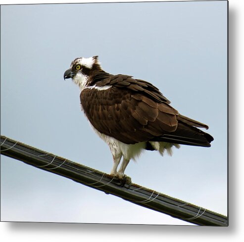 Bird Metal Print featuring the photograph Osprey by Azthet Photography