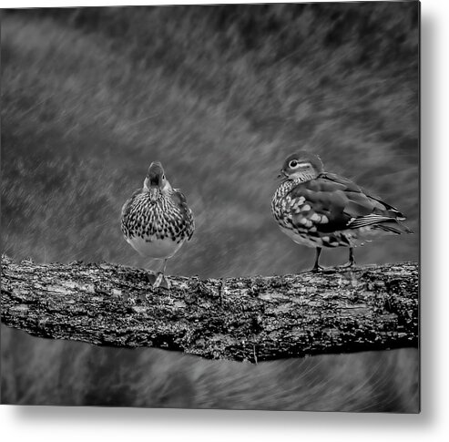 Tree Metal Print featuring the photograph Pair BW. by Leif Sohlman