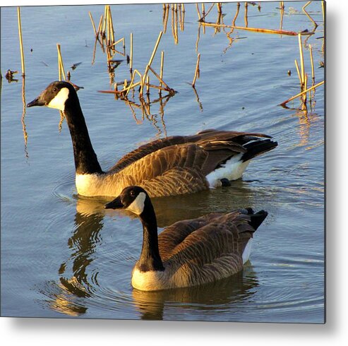 Canada Metal Print featuring the photograph Partners by Cheryl Charette