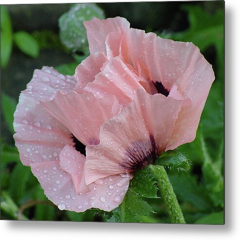 Flower Metal Print featuring the photograph Perfect Peach Poppy by Shirley Heyn