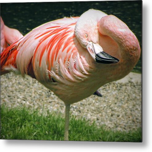 Pink flamingo sleeping Metal Print by Michelle Smith - Pixels