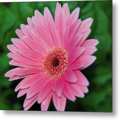 Pink Gerbera Metal Print featuring the photograph Pink Gerbera Delight by Suzanne Gaff