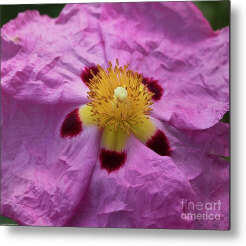 Pink Wrinkles Metal Print featuring the photograph Pink Wrinkles by Mitch Shindelbower