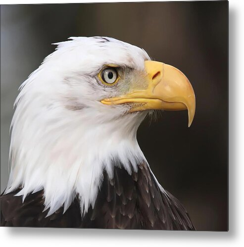 Eagle Metal Print featuring the photograph Proud Eagle by Angie Vogel