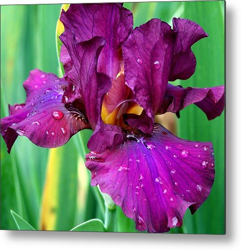 Purple Metal Print featuring the photograph Purple Iris 2 Photograph by Kimberly Walker