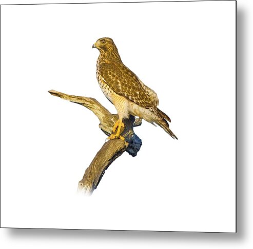 Hawk Metal Print featuring the photograph Red Shouldered Hawk Perch by Mark Andrew Thomas