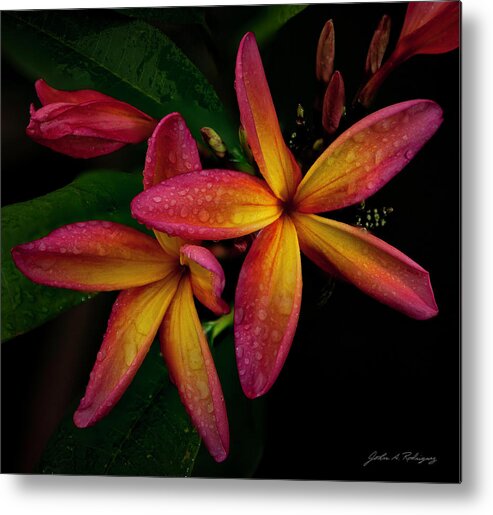 Plumeria Metal Print featuring the photograph Red/Yellow Plumeria in Bloom by John A Rodriguez