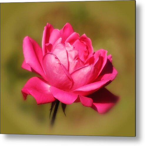 Rose Metal Print featuring the photograph September Rose Up Close by MTBobbins Photography