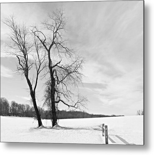 Richard Reeve Metal Print featuring the photograph Snow and Trees by Richard Reeve