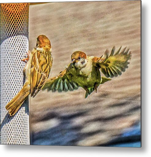 Sparrow Metal Print featuring the photograph Sparrows Feeding by Chris White by C H Apperson