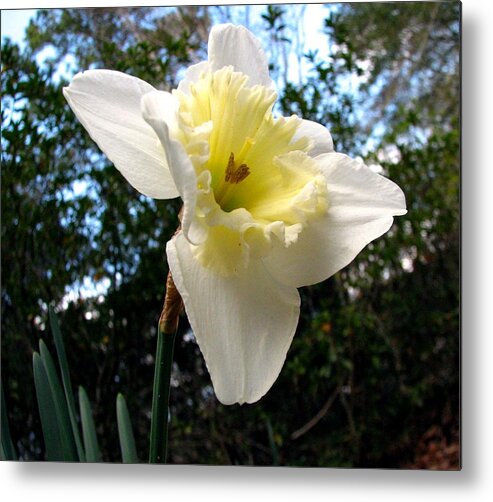 Daffodil Metal Print featuring the photograph Spring's First Daffodil 3 by J M Farris Photography