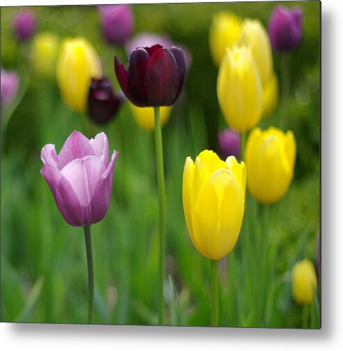Tulip Metal Print featuring the photograph Springtime Glory by Linda Mishler