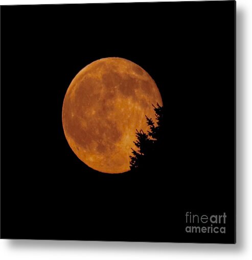 Strawberry Moon Metal Print featuring the photograph Strawberry Moon Fringed by Tree by Beth Myer Photography