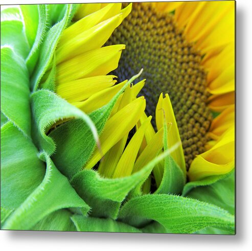 Sunflower Metal Print featuring the photograph Sunflower by Marianna Mills