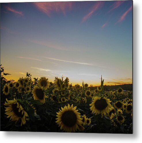 Landscape Metal Print featuring the photograph Sunset with Sunflowers at Andersen Farms by GeeLeesa Productions