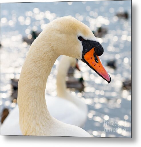 Swan Metal Print featuring the photograph Swan by Colin Rayner