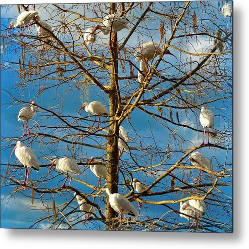White Ibis Metal Print featuring the photograph Dr. Seuss by Carolyn Mickulas