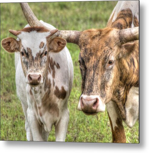 Cattle Metal Print featuring the photograph Longhorn Mother and Son by Phil And Karen Rispin