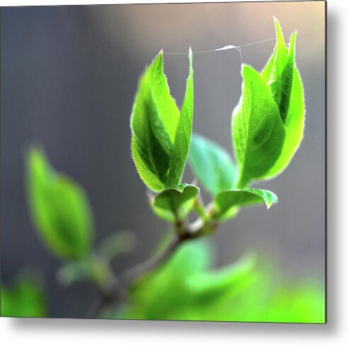 Leaf Metal Print featuring the photograph The Green Leaf by Jeffrey Platt