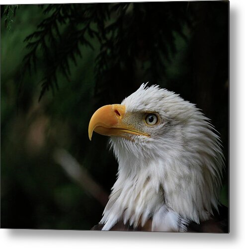 Eagle Metal Print featuring the photograph Things Are Looking Up by Steve McKinzie