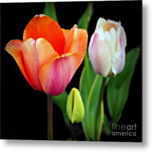 Tulip Metal Print featuring the photograph Tulips on Black by Patricia Strand