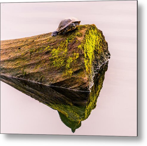 Turtles All The Way Down Metal Print featuring the photograph Turtle Basking by Jerry Cahill