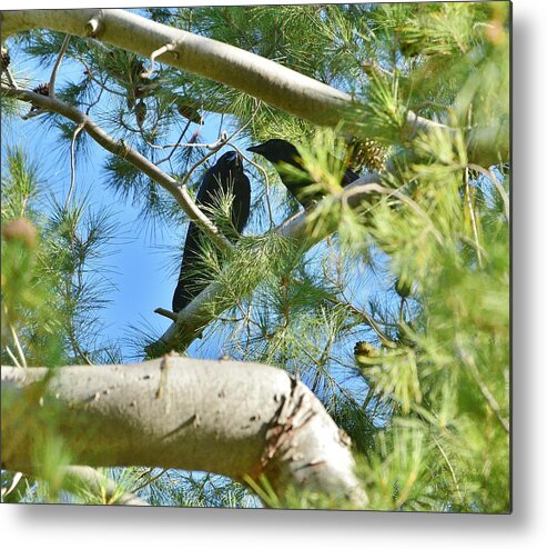 Linda Brody Metal Print featuring the photograph Two Ravens by Linda Brody