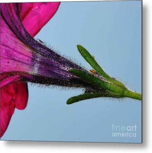 Macro Metal Print featuring the photograph Up Close by Dani McEvoy